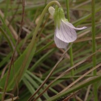 Viola betonicifolia Sm.